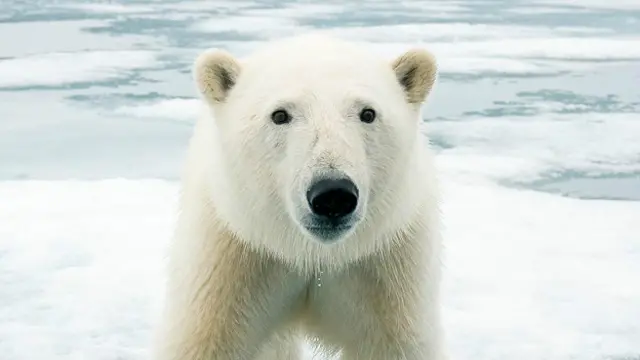 Белый медведь