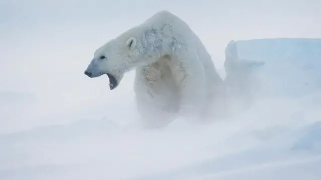 Белый медведь