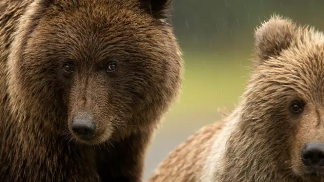 Бурые медведи