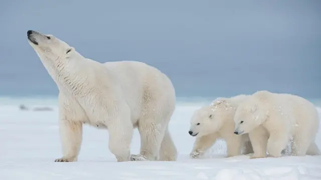 Семья белых медведей