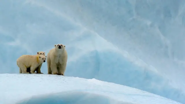 Белые медведи (Ursus maritimus) живут в Арктике