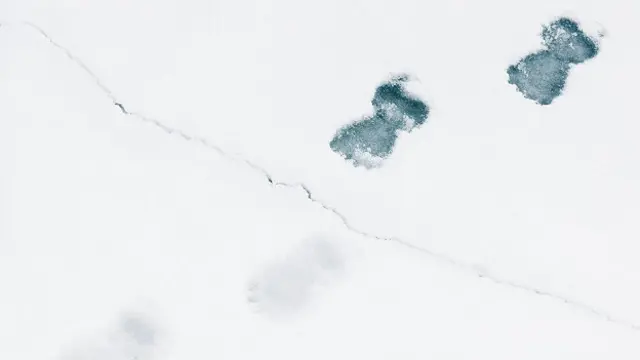 Отпечатки лап белого медведя имеют характерный запах