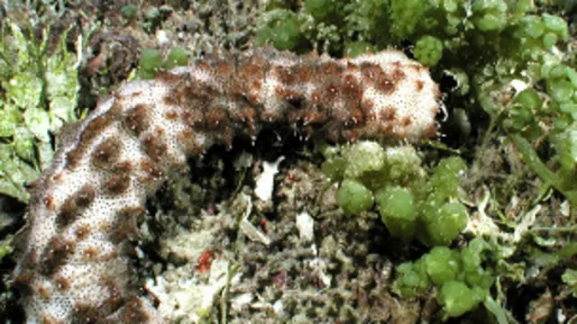 Otra de las especies afectadas es el pepino de mar, considerado una delicatessen en Asia. 