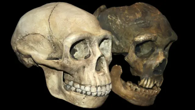 Xương sọ của người Homo erectus (người đứng thẳng) và người Neanderthal