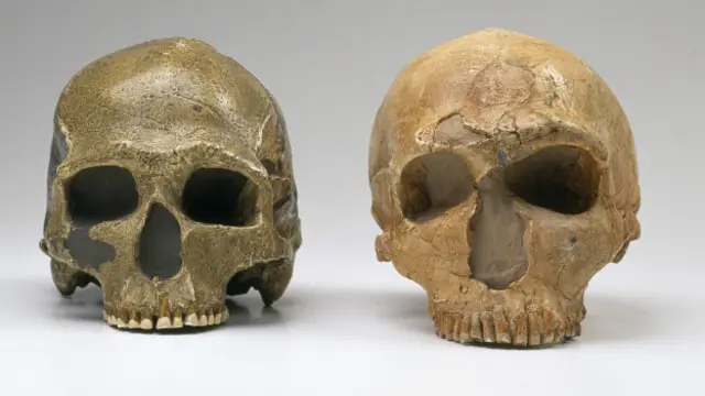 Sọ của người Neanderthal (phải) cho thấy họ có hốc mắt lớn hơn hẳn