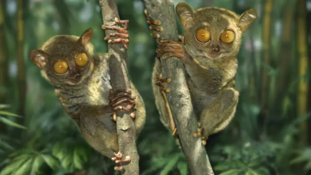 Khỉ lùn Tarsier có cặp mắt rất lớn