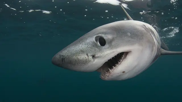 Una de cada cuatro especies de tiburnoes, rayas y rájidos se encuentra amenazada por causa de la sobrepesca. 