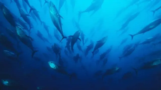 حللت الدراسة أكثر من 1200 نوع من الأحياء البحرية، خلال الخمسة وأربعين عاما الماضية