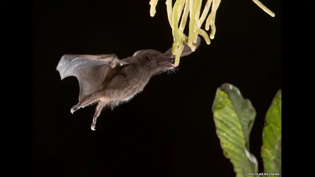 Premiação da Zoological Society of London mostra beleza do mundo animal e alerta para ameaçabolsa de aposta copa do mundo 2024extinçãobolsa de aposta copa do mundo 2024espécies. | Foto: Nicolas Reusens