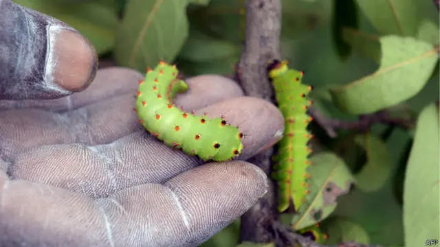 फ़सल में कीड़े