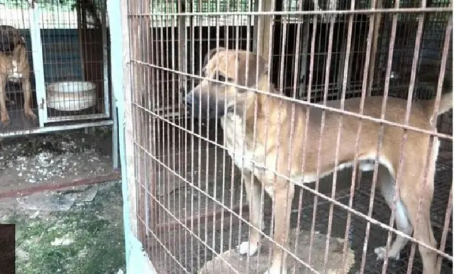 记者亲访给狗狗放生的狗场