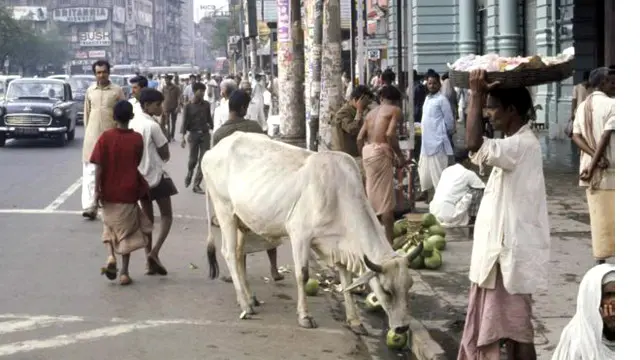 भारत में गायें