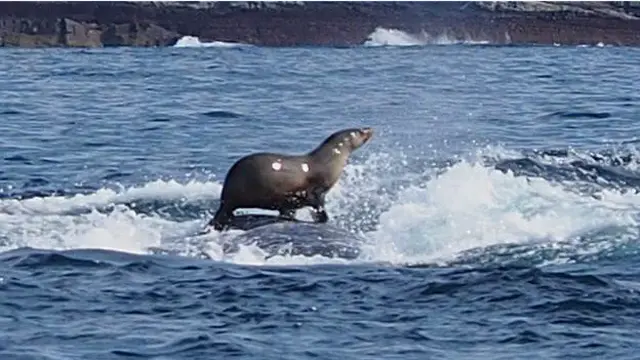 Морской котик на спине кита