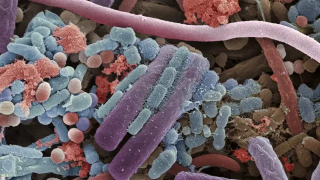 Leyendas | Microbios prodigiosos