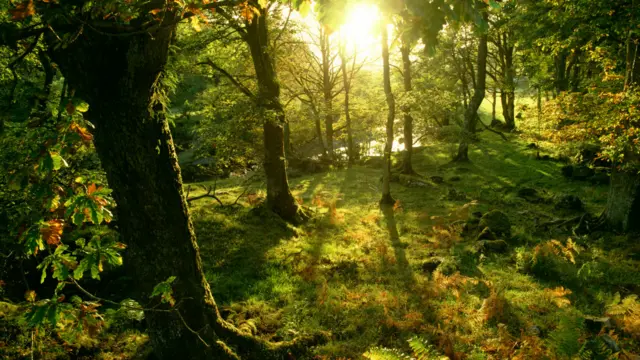 Природа, лес