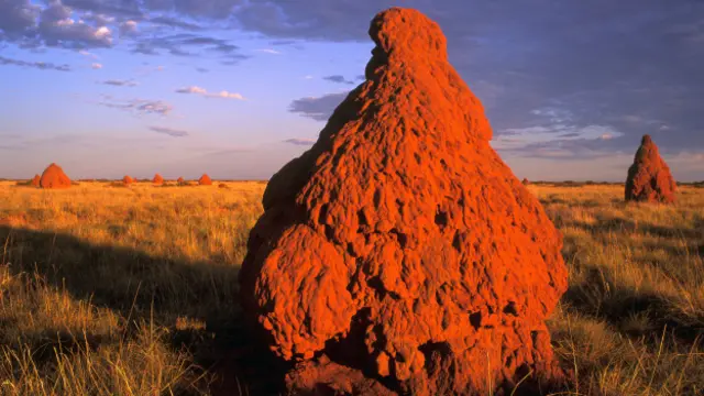 Термиты умеют строить продуманные, хорошо вентилируемые здания, для жизнеобеспечения которых требуется минимум энергии