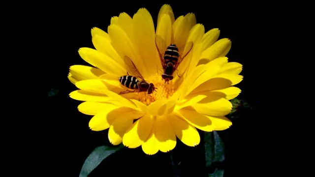 Людмила Хиджняк