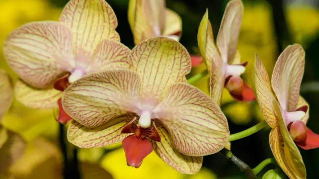 Махир Багиров