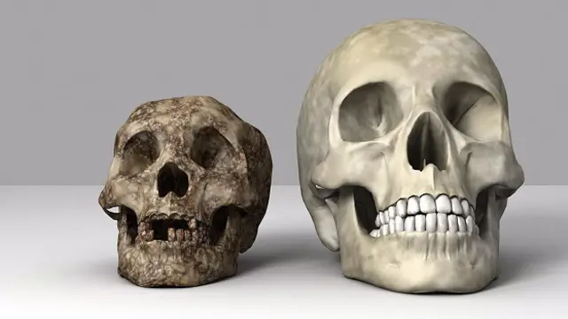 homo floresiensis