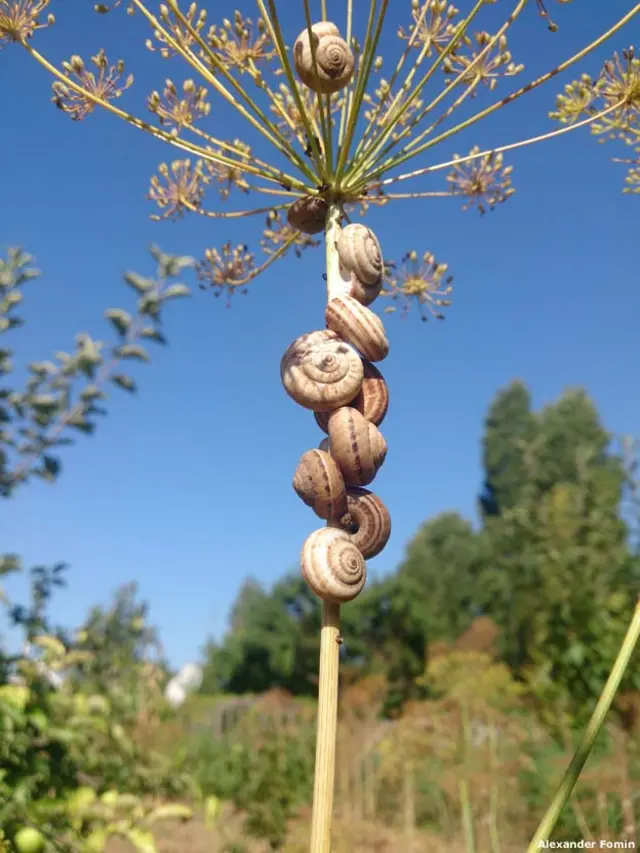 Александр Фомин