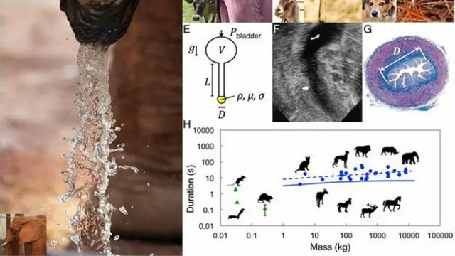 Скорость мочеиспускания у млекопитающих