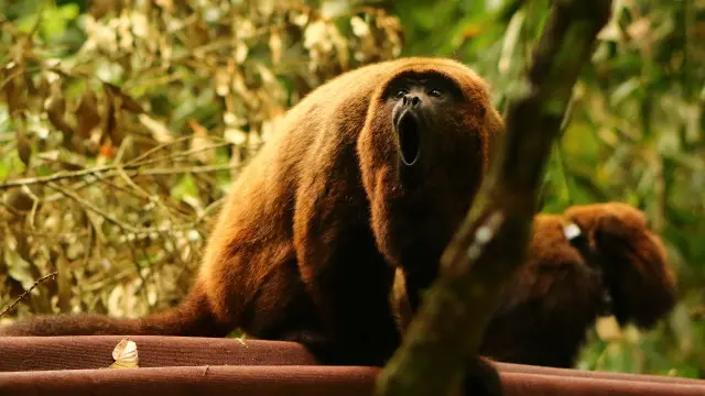 Bugios sendo reintroduzidos no Parque Nacional da Tijuca (Foto: Luisa Genes/Fundação Grupo Boticário)