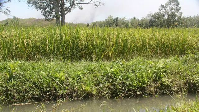 Sawah di Pulau Buru