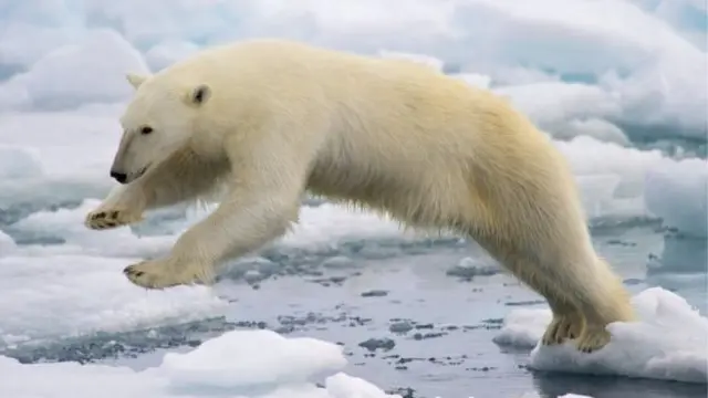 Oso polar