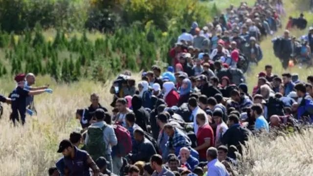 مهاجران پس از گذر از مرز مجارستان و کرواسی در مزارع پیش می روند