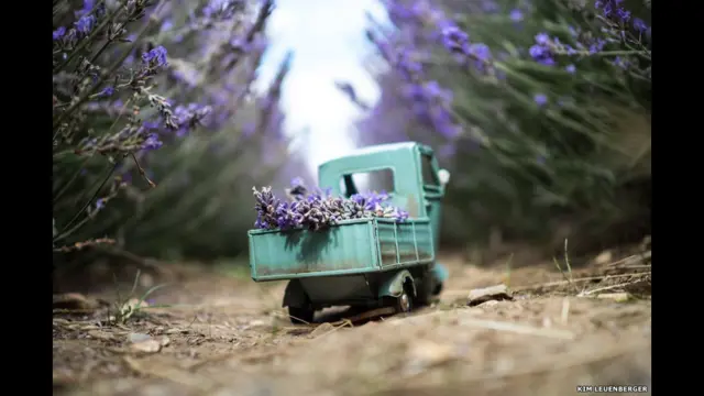 Mobil dengan bunga Lavender