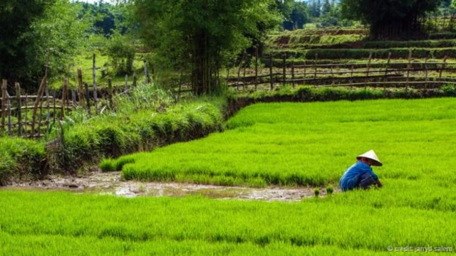  毗邻石缸平原的稻田（图片来源：Jarryd Salem）