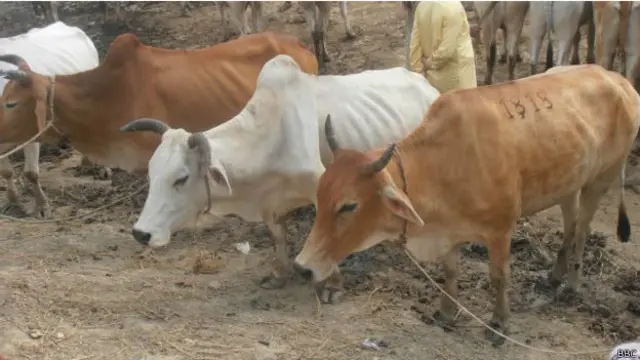 بھارت کی بیشتر ریاستوں میں گائے کے ذبیحے پر پابندی عائد ہے، بھارت کی اکثریتی ہندو برادری گائے کو ایک مقدس جانور مانتی ہے اور اس کی پوجا کی جاتی ہے