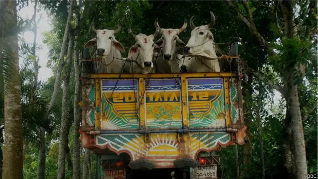 भारत से बांग्लादेश ले जाई जा रही गायें