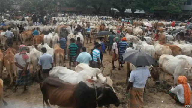 बांग्लादेश के मेले में बिकती गायें.