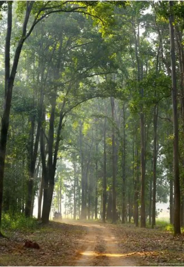 驱车穿过高耸的婆罗双树林（图片来源：Charukesi Ramadurai）