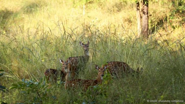 一群警惕危险的白斑鹿（图片来源：Charukesi Ramadurai）