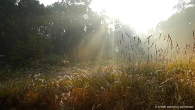 晨曦下的草地（图片来源：Charukesi Ramadurai）