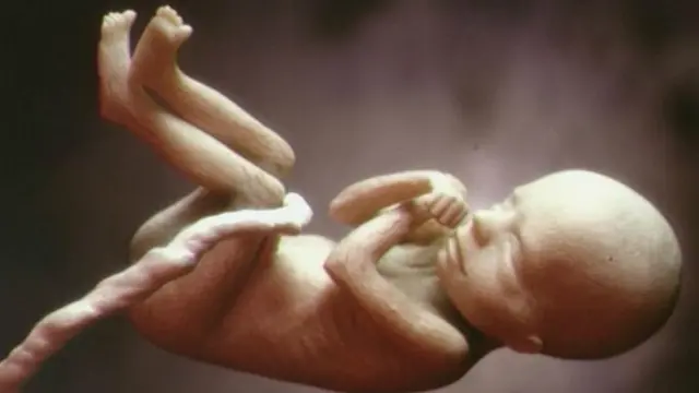 Модель ембріона