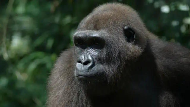 大猩猩的脊柱结构与大熊猫类似