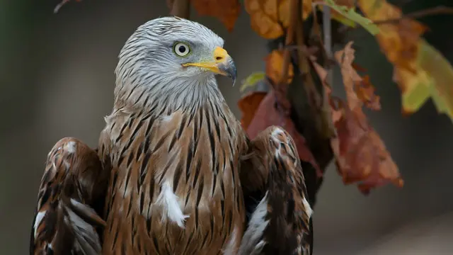 Неймовірний потенціал людського мозку дозволяє опанувати будь-які властивості тварин