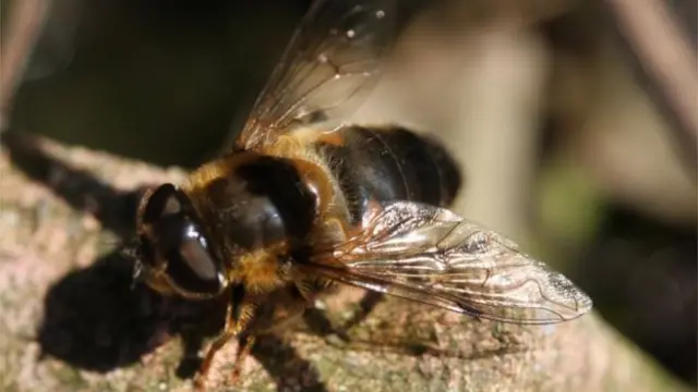 Некоторые талибы получают прибыль, продавая мед