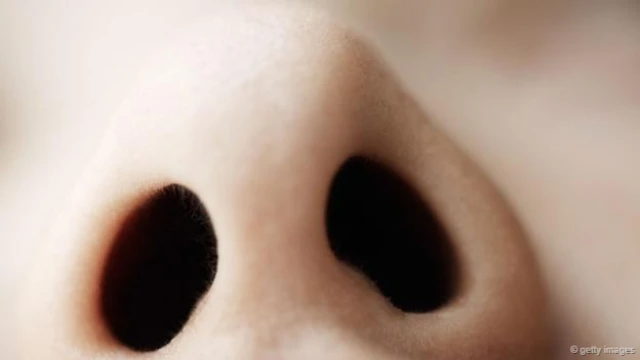 鼻腔神經受損可能會導致大腦調用鼻腔中的幻嗅來彌補嗅覺（圖片來源：Getty Images）