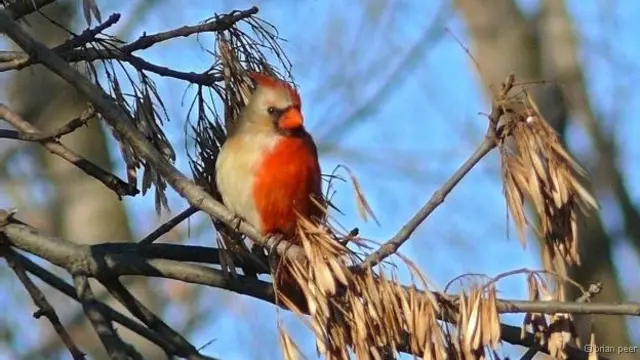 Aves afetadas pelo fenômeno tendem a se isolar e não possuem parceiros