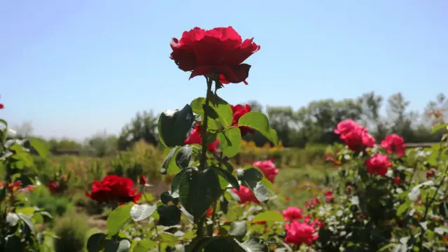 ګټه یوې خواته خو د ګلونو دود بیا تازه کېدو ته د یو بل ارزښت په سترګه کتل کېږي.