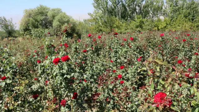 هغوی ته هم د ګټې موقع په لاس ورغلې چې په په خپلو کروندو کې د نورو فصلونو پرځای ګلونه کري.