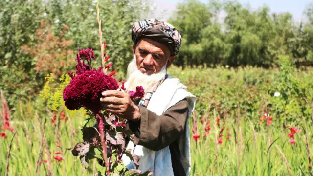 حمیدالله د ګلانو په کر او لویولو کې ۴۰ کلنه تجربه لري.