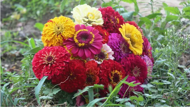 بهرني تازه ګلونه هم د کابل تر هټیو رسېږي. 