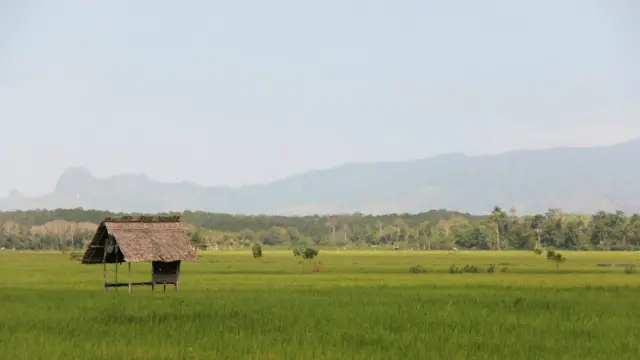 Sawah