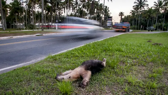 Tamanduá-mirim atingido por veículo nas imediações da BR-101; duplicação de trecho da BR, prevista para 2025, preocupa especialistas