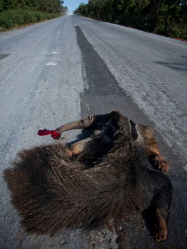 Tamanduá-bandeira atropelado na MS-178, que liga Bodoquena a Bonito,c darwin pokerMato Grosso do Sul